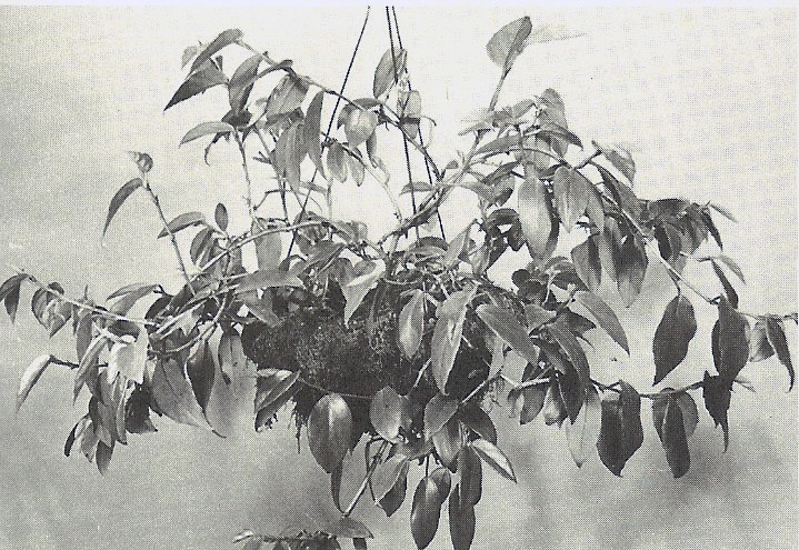 B. parva
